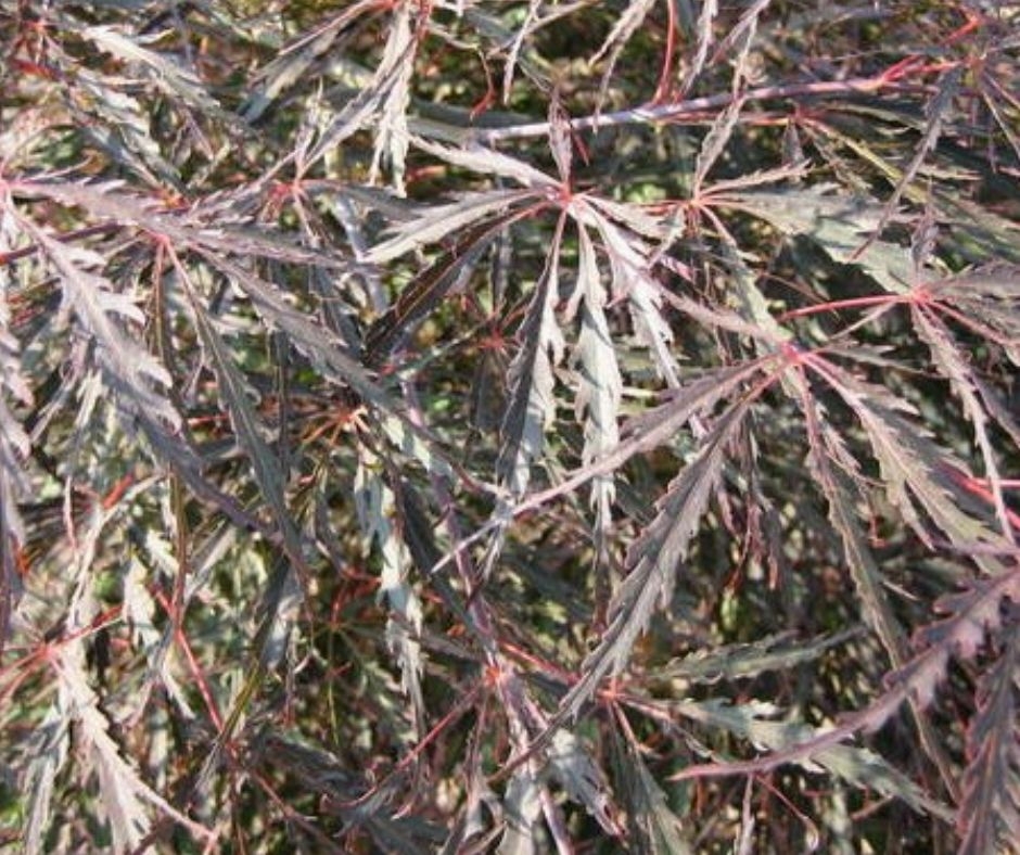 Acer Palmatum Dissectum Inaba Shidare L Cm Clear Stem