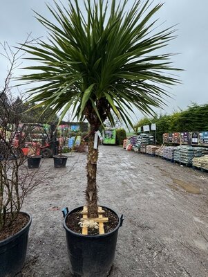 Cordyline Indivisa - 110L