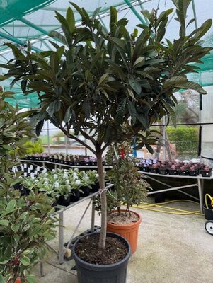 Eriobotrya Japonica (Loquat) - Half Std. 70L