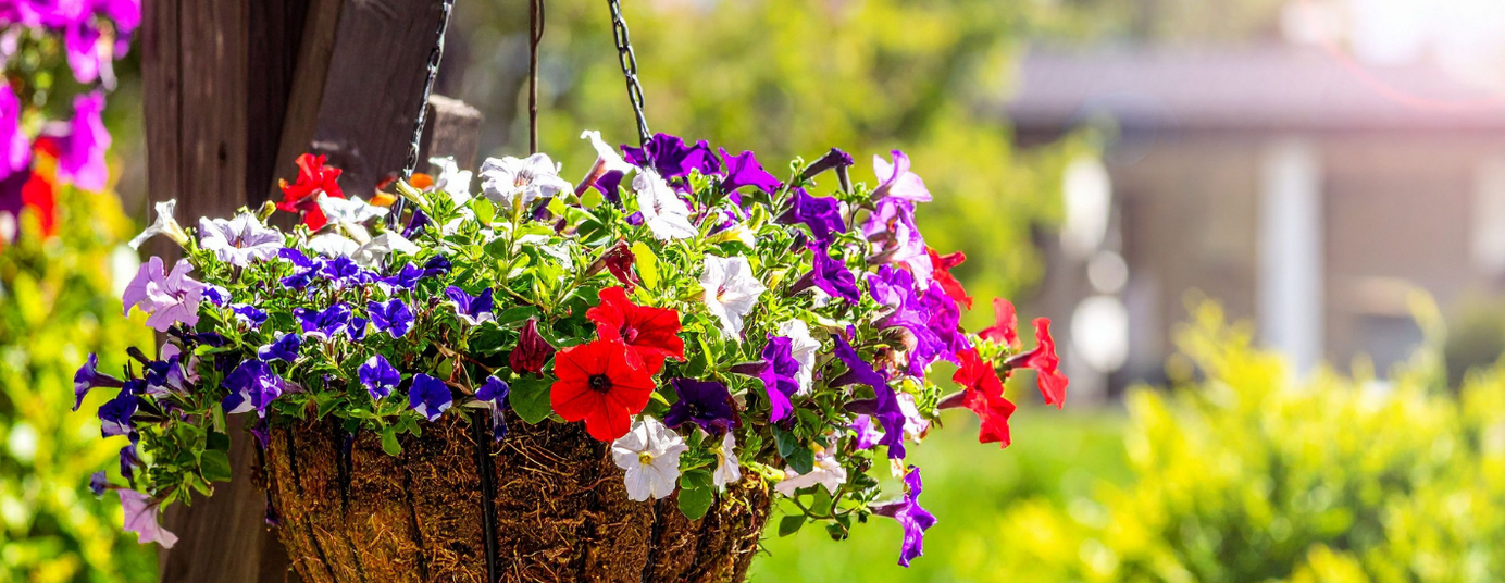 Hanging Baskets Hanging Basket Service