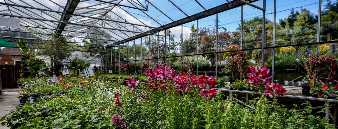 Huge range of bedding plants