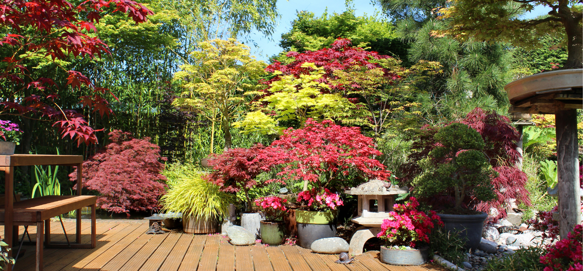 Magnificent acers