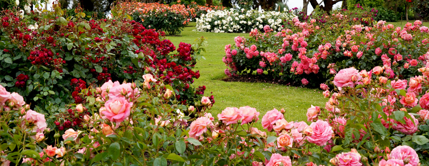 Roses 2026 Rose perfection