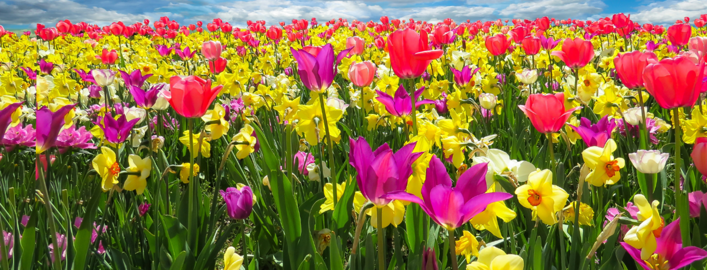 Spring'26 Spring is just around the corner!