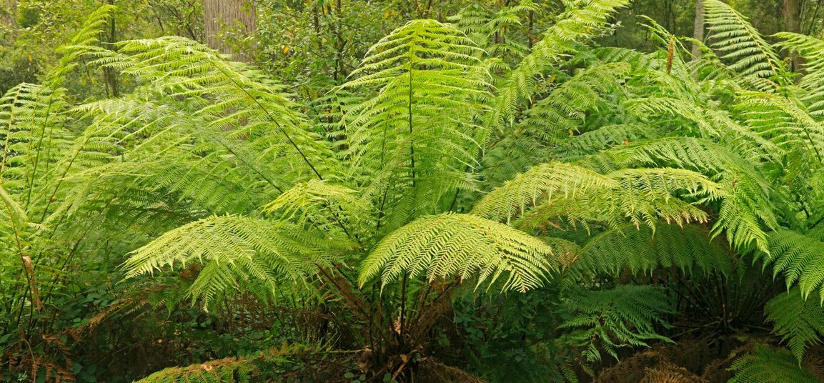Tree ferns New Range of Tree Ferns