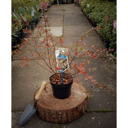 Abelia Grandiflora 2L - image 1