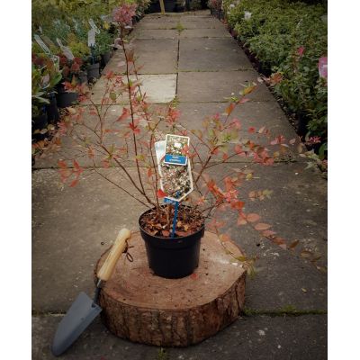 Abelia Grandiflora 2L - image 1