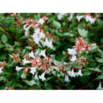 Abelia Grandiflora 2L - image 2