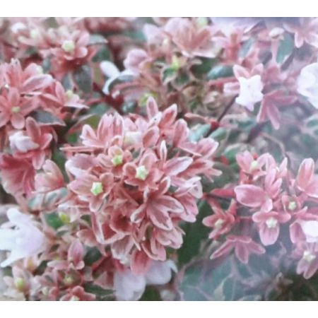 Abelia Grandiflora Magic Daydream 2L - image 2