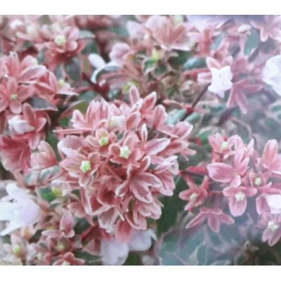 Abelia Grandiflora Magic Daydream 2L - image 2