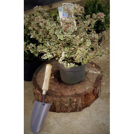 Abelia Grandiflora Magic Daydream 2L - image 1