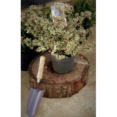 Abelia Grandiflora Magic Daydream 2L - image 1