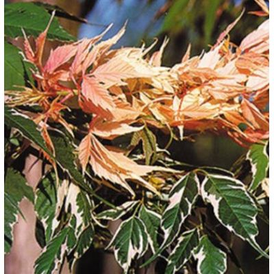 Acer Negundo 'Flamingo' - 3m