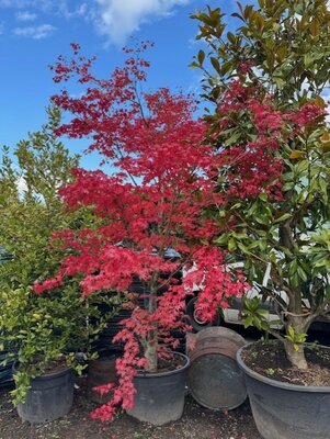 Acer Palmatum - 200L - 320cm
