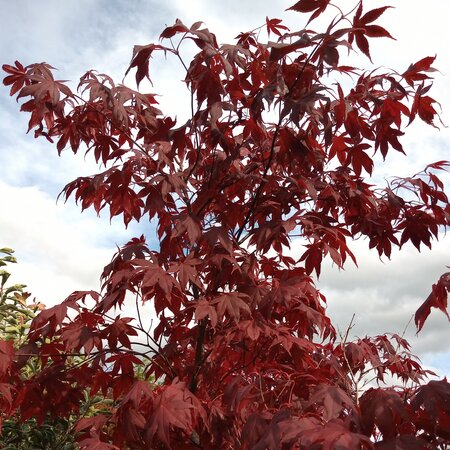 Acer Palmatum 'Atropurpureum' - 80L - 2.5m - image 2