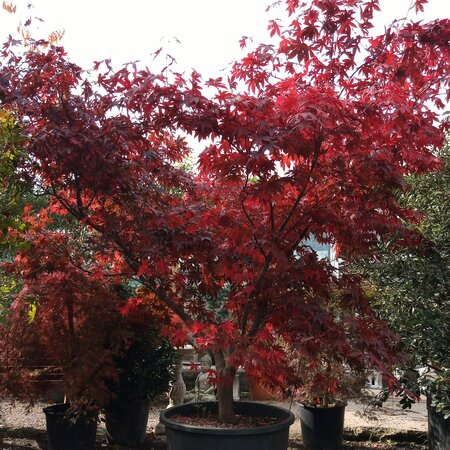 Acer Palmatum 'Atropurpureum' - 80L - 2.5m - image 4