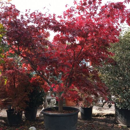 Acer Palmatum 'Atropurpureum' - 80L - 2.5m - image 1