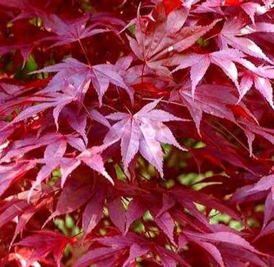 Acer Palmatum 'Atropurpureum' - 80L - 2.5m - image 3