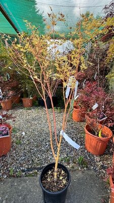 Acer Palmatum 'Bi-Hoo' - 9L