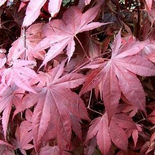 Acer Palmatum 'Bloodgood' - 0.8m