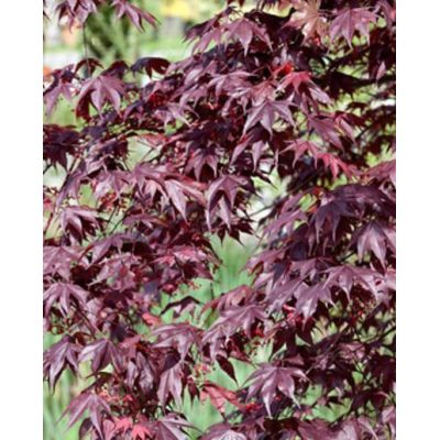 Acer Palmatum ‘Bloodgood’ - image 2
