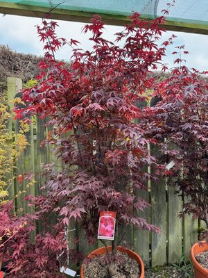 Acer Palmatum 'Bloodgood' - 55L