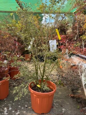 Acer Palmatum 'Butterfly' 25L