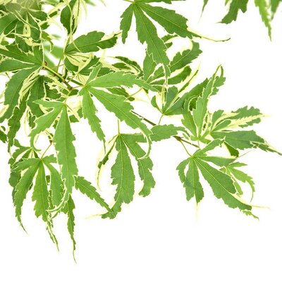 Acer Palmatum 'Butterfly'  - 80L - 2m