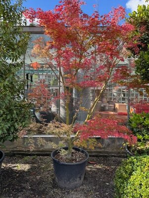 Acer Palmatum 'Butterfly' - 80L