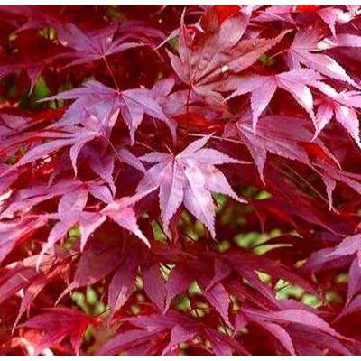 Acer Palmatum Dissectum 'Garnet' 1/2 Std. - image 1