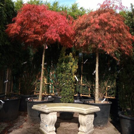 Acer Palmatum Dissectum 'Garnet' - 80L - 3/4 Std.- 1.5m - image 1