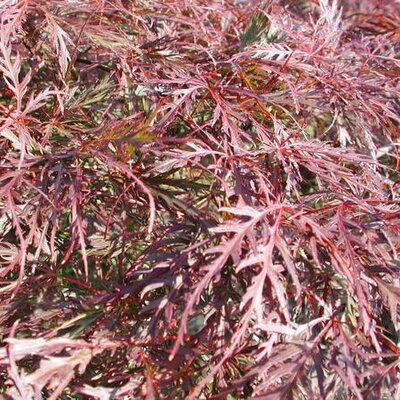 Acer Palmatum Dissectum 'Garnet' - On Cane - 0.8m