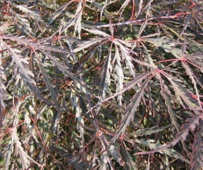 Acer Palmatum Dissectum Inaba Shidare - 35L - 100cm clear stem