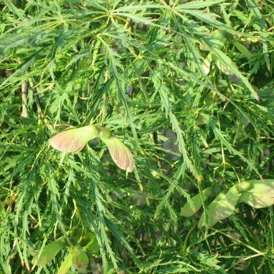 Acer Palmatum Dissectum 'Viridis' 1/2 Std