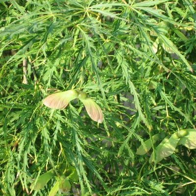 Acer Palmatum Dissectum 'Viridis'  - 1/4 Std