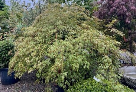 Acer Palmatum Dissectum 'Viridis'  180L - image 1