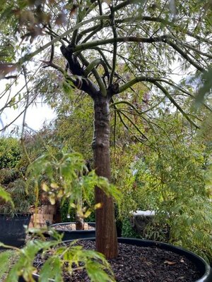 Acer Palmatum Dissectum 'Viridis'  180L - image 2