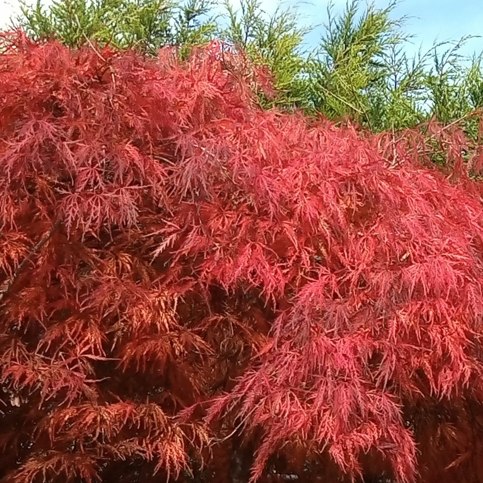 Acer Palmatum Dissectum Viridis L Std M Windlestone