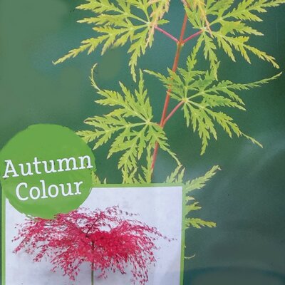 Acer Palmatum 'Emerald Lace' - 15L