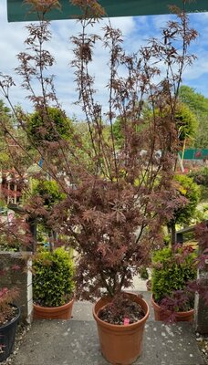 Acer Palmatum 'Jerre Schwartz' - 25L