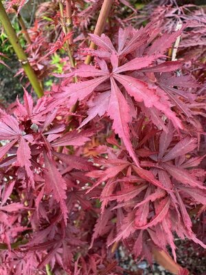 Acer Palmatum 'Jerre Schwartz' - 25L - image 2