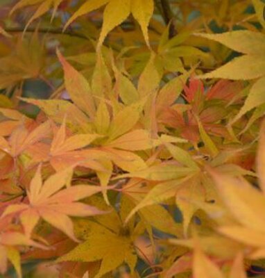 Acer Palmatum 'Kogane Nishiki' - 160L - 250cm - image 2