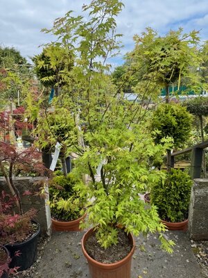 Acer Palmatum 'Orange Dream' - 25L