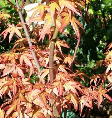 Acer Palmatum 'Red Wine' - 9L - 100cm