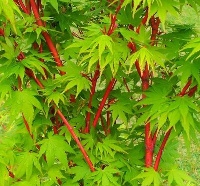 Acer Palmatum 'Sango-kaku' 1.5m - Windlestone Nursery & Garden Centre ...