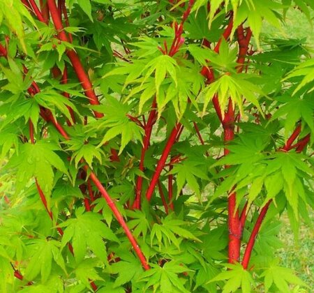 Acer Palmatum 'Sango-kaku' - 80cm