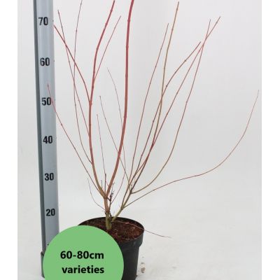 Acer Palmatum 'Skeeters Broom' - 3L - image 2