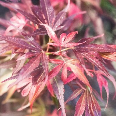 Acer Palmatum 'Skeeters Broom' -35L - 125cm