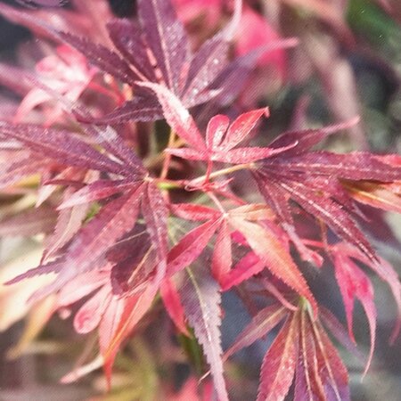 Acer Palmatum 'Skeeters Broom' - 3L - image 1