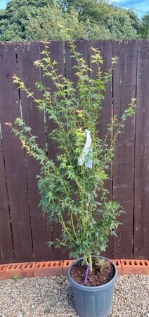 Acer Palmatum 'Tsukasa Silhouette' - 15L - 120cm